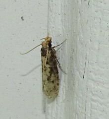 Amydria effrenatella