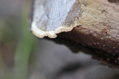 Phlebiopsis crassa