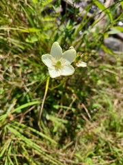 Parnassia glauca