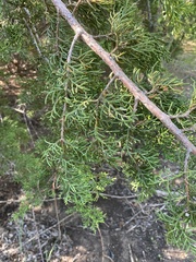 Juniperus pinchotii