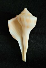 Sinistrofulgur sinistrum