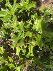 Ilex cornuta