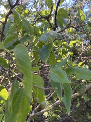 Celtis reticulata