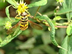 Milesia virginiensis