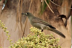 Stomiopera unicolor