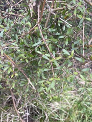 Coprosma ×cunninghamii