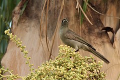 Stomiopera unicolor