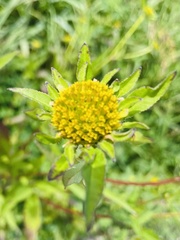 Bidens vulgata