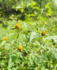 Bidens vulgata