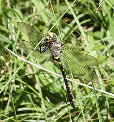 Cordulegaster boltonii