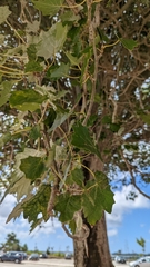 Populus alba