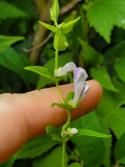 Scutellaria galericulata