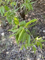 Celtis reticulata