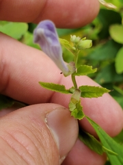 Scutellaria galericulata