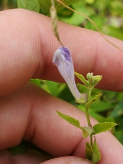 Scutellaria galericulata