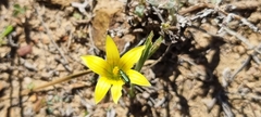 Romulea flava