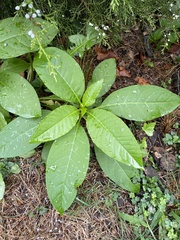 Phytolacca americana