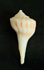 Sinistrofulgur sinistrum