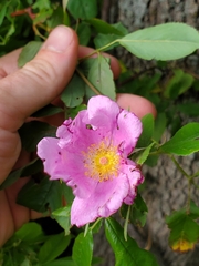 Rosa palustris