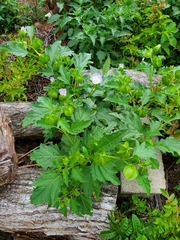 Nicandra physalodes