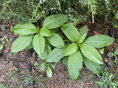 Phytolacca americana