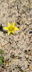 Romulea flava