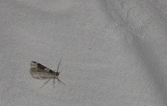 Xanthorhoe fluctuata