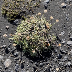 Salix arctica