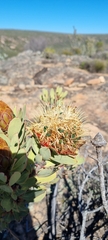 Protea glabra