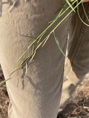 Bouteloua barbata