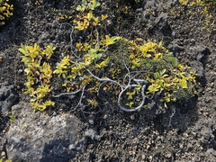 Salix arctica
