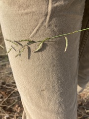 Bouteloua barbata