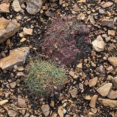 Salix arctica
