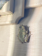 Hyla