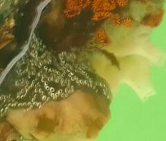 Distaplia bermudensis