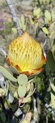 Protea glabra