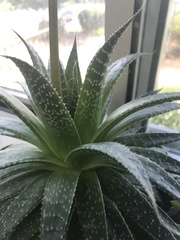 Aristaloe