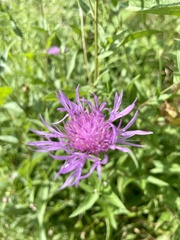 Centaurea montana