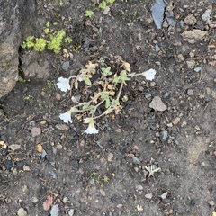 Salix arctica
