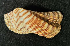 Arca zebra
