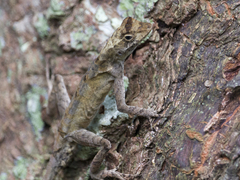 Anolis planiceps
