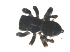 Pseudeuophrys obsoleta