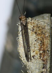 Ululodes macleayanus