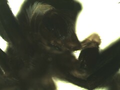 Pseudeuophrys obsoleta