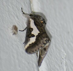 Euscirrhopterus gloveri