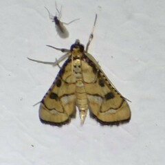 Hileithia magualis