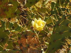 Opuntia stricta