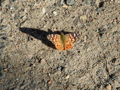 Vanessa braziliensis