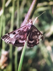 Pyrausta
