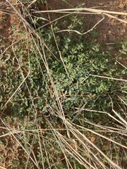 Euphorbia glyptosperma